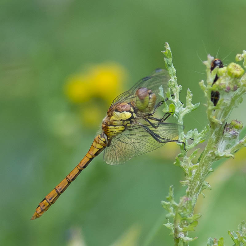 Bloedrode Heidelibel